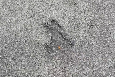 The viral saga of the Chicago Rat Hole