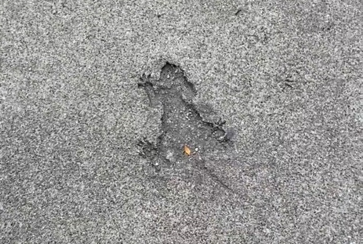 The viral saga of the Chicago Rat Hole