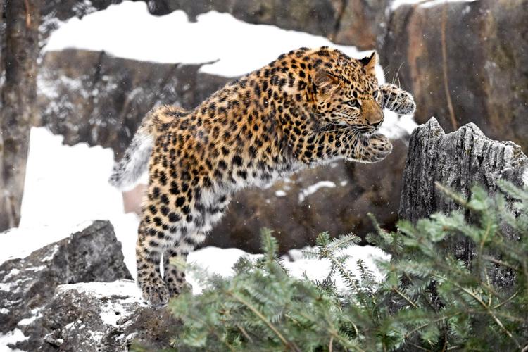 Spotted at Brookfield Zoo Chicago: Rare Amur leopard cubs Sady and Lacy turn one