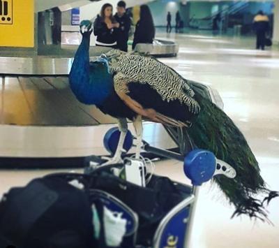 With the ease of registration, are some people taking the idea of "emotional support" animals too far?