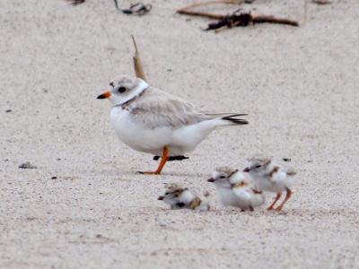 Piping plovers, June 2013. (Wikimedia photo by Kaiti Titherington/USFWS)