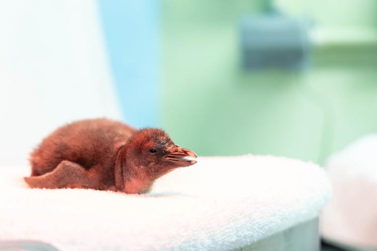 Shed Aquarium baby penguin photo 2