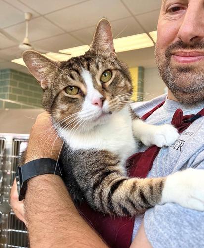 Mikey is waiting for his forever home at the Anti-Cruelty Adoption Center, 157 W. Grand Ave.