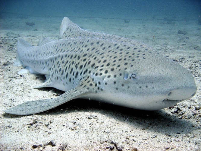 Shedd Aquarium’s zebra shark conservation effort image one