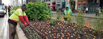 City workers plant tulips