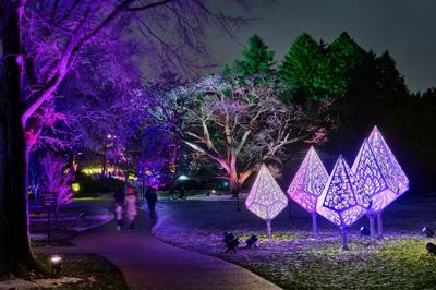 Illumination brings holiday magic back to The Morton Arboretum 