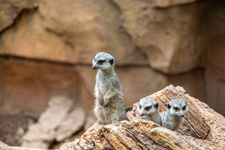 Meerkat Madness: Lincoln Park Zoo’s newest mob of meerkats is positively adorable