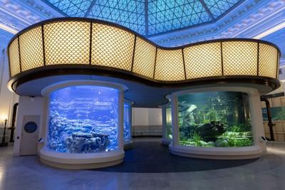 Shedd Aquarium’s new “Wonder of Water gives interactive look at water’s awe