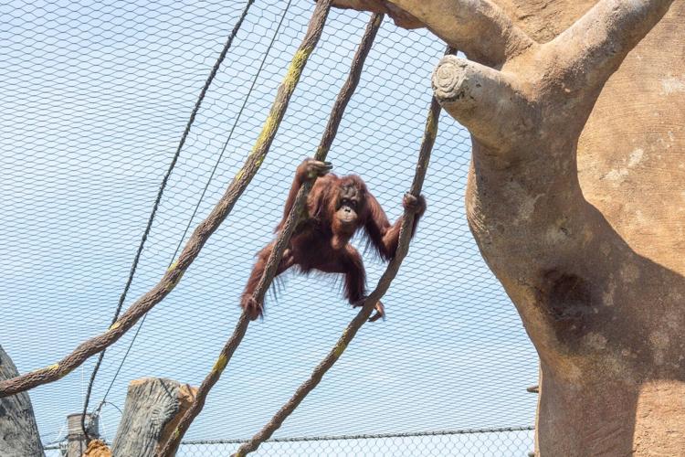 Orangutans go ape over Brookfield Zoo Chicago’s new primate paradise