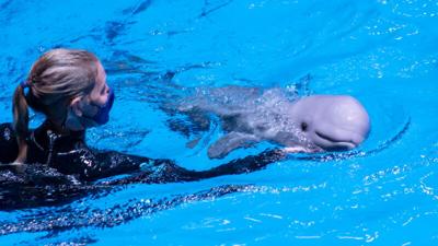 Baby Beluga