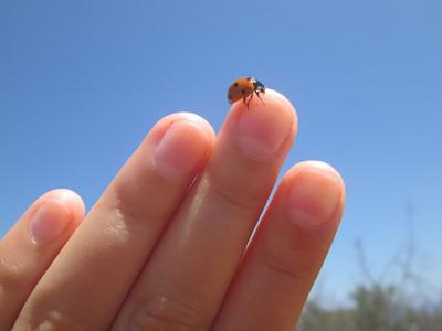 Suzanne Reisler Litwin: The ladybug effect
