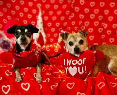 Joey and Chandler, a pair of bonded Chihuahuas, available for adoption now at Young at Heart Pet Rescue, a shelter dedicated to senior pets.
