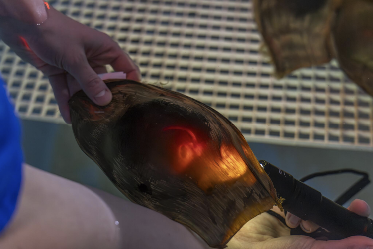 Shedd Aquarium’s zebra shark conservation effort image two