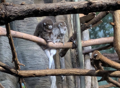 Lincoln Park Zoo welcomes female Bolivian gray titi monkey