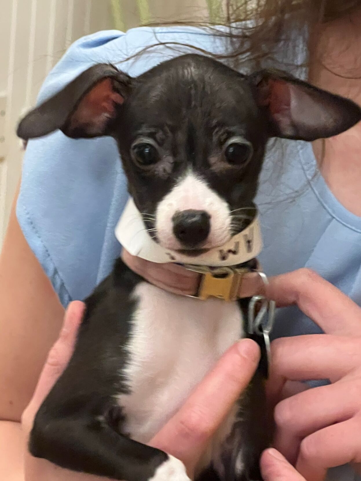 Just look at that face!
