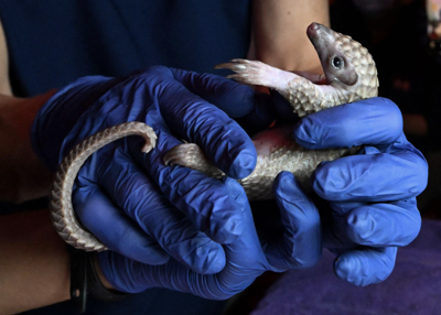 Brookfield Zoo Chicago welcomes rare pangopup image one
