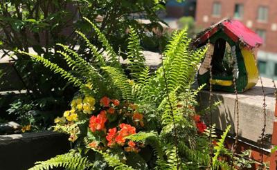 Ferns are thriving on the garden balcony of the Swift Family in Streeterville. Photo by Angela Gagnon.