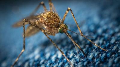 West Nile Virus identified among mosquitoes in Chicago for the first time in 2024