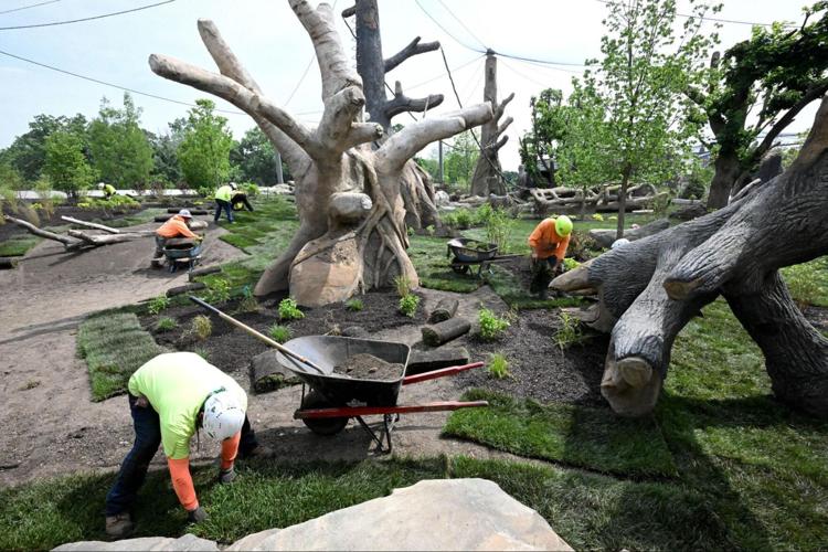 Construction efforts in Bramsen Tropical Forests