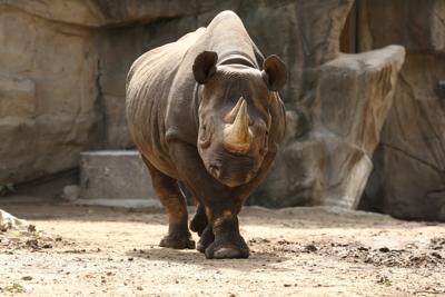 Lincoln Park Zoo welcomes rare pregnancy of critically endangered rhino