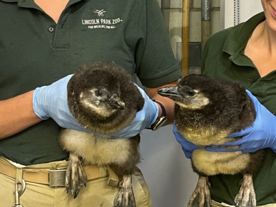 Endangered African penguin chicks born at Lincoln Park Zoo