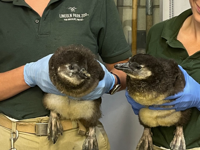 Endangered African penguin chicks born at Lincoln Park Zoo