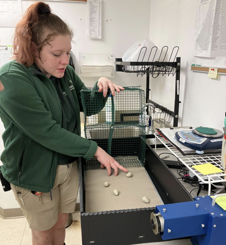 Lincoln Park Zoo saves piping plover eggs after storms image two
