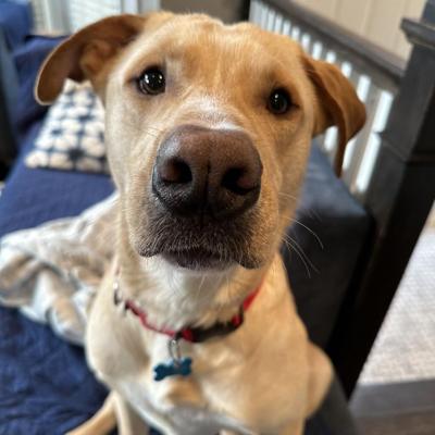 Pete is ready for his forever home at One Tail at a Time.