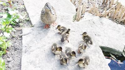 Mother duck and ducklings