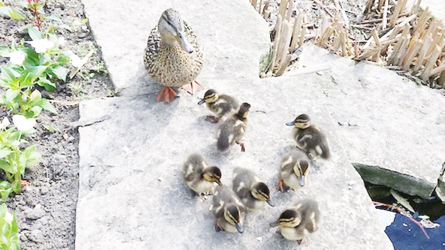 Mother duck and ducklings