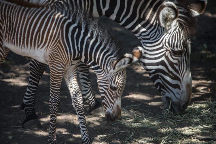 Lincoln Park Zoo welcomes baby zebra