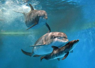 Brookfield Zoo celebrates first dolphin calf birth in over a decade