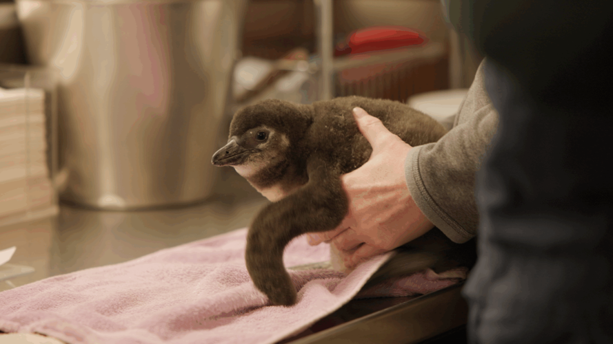 Lincoln Park Zoo welcomes brown bears (after 46 years) and rare new penguin chick