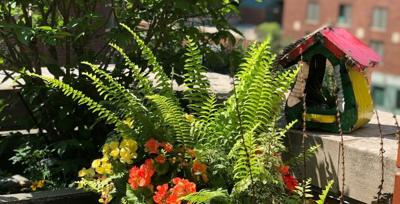 Ferns are thriving on the garden balcony of the Swift Family in Streeterville. Photo by Angela Gagnon.