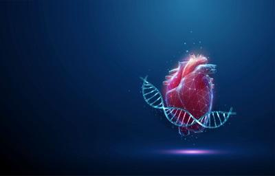Your Heart's Shape Could Affect Your Health