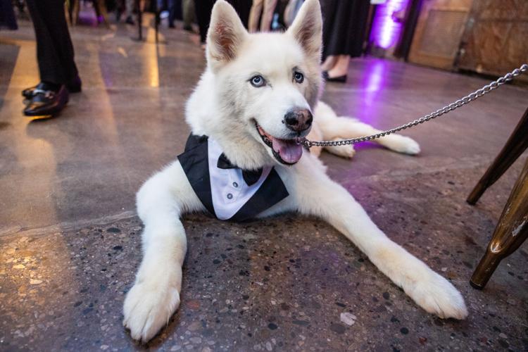 Meeka, a pup in a tux.