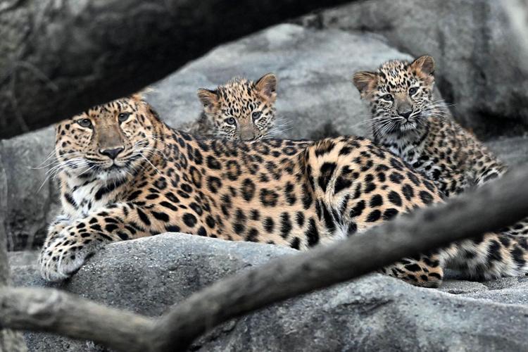 Rare Amur leopard cubs begin
