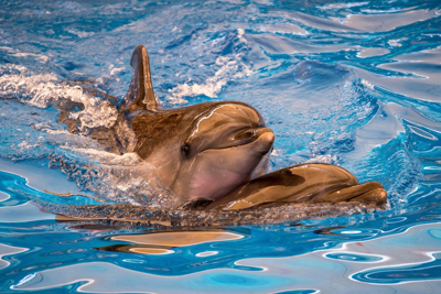 June First dolphin birth at Brookfield Zoo