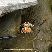 Frog at Aqua