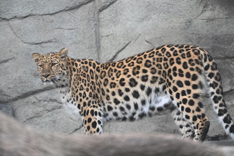 Amur leopard cubs at Brookfield Zoo Chicago