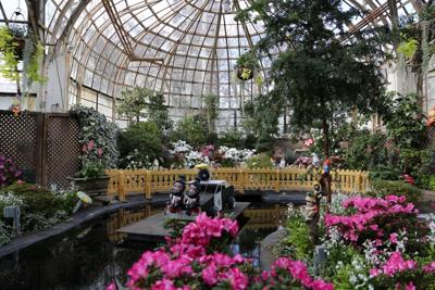 Spring flower displays blossom at Lincoln and Garfield Park conservatories