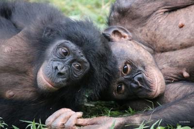 World’s only bonobo sanctuary helps orphaned apes overcome trauma
