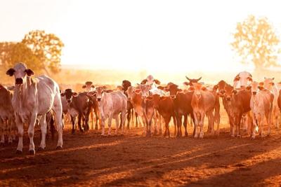 How a Move Away From Beef Could Help the Planet