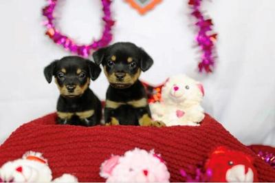 One Tail at a Time, an animal rescue, is offering some unique Valentine's Day gift options. Hint, they involve puppies!