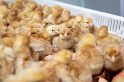 Hatched brown layer hens that were in-ovo sex determined by Cheggy technology.