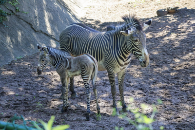 Endangered Grevy’s Zebra born at Lincoln Park Zoo