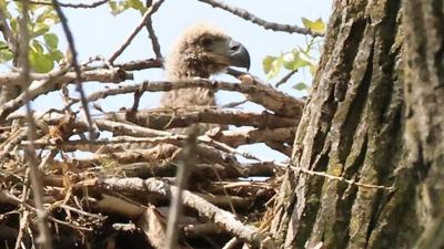 A peek at Chicago’s first eaglet in more than 100 years in its Southeast Side nest. (Photo | Chicago Park District)