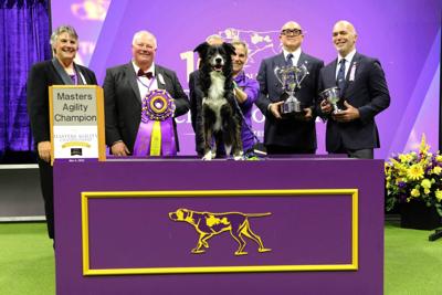 Nimble makes history at Westminster! (Photo by Steve Surfman courtesy of Westminster Kennel Club)
