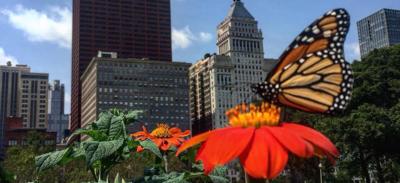 Urban Growers Collective 2
