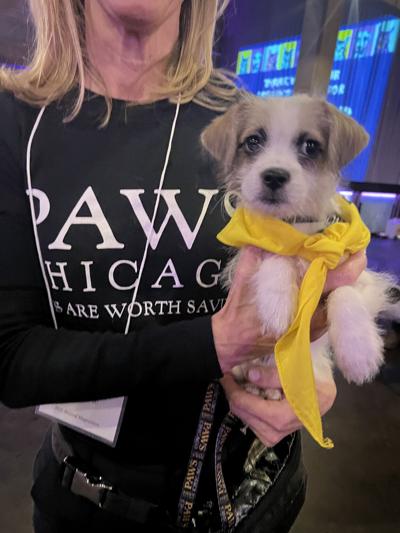 PAWS Chicago named Best Pet Adoption/ Animal Shelter.